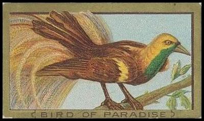 54 Bird of Paradise
